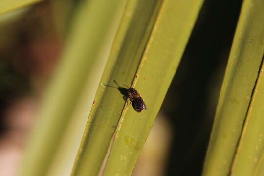 Image of Miserable Andrena