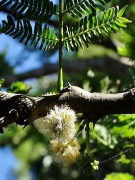 Image of Vachellia robusta subsp. clavigera (E. Mey.) Kyal. & Boatwr.