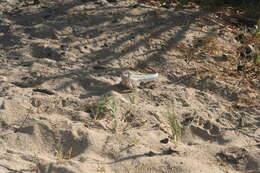 Image of Red-sided Curly-tailed Lizard