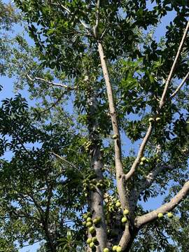 Image of Large-fruited fig