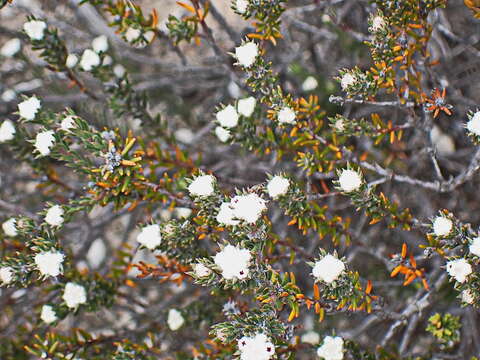 Image of Phylica karroica Pillans