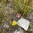 Image of Moraea vallisavium Goldblatt