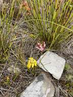 Image of Moraea vallisavium Goldblatt