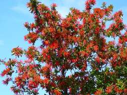 Image of Chilean firebush