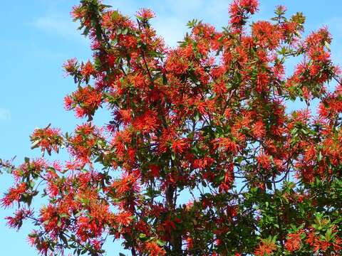 Image of Chilean firebush