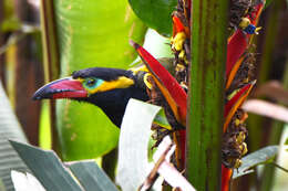 Image of Golden-collared Toucanet