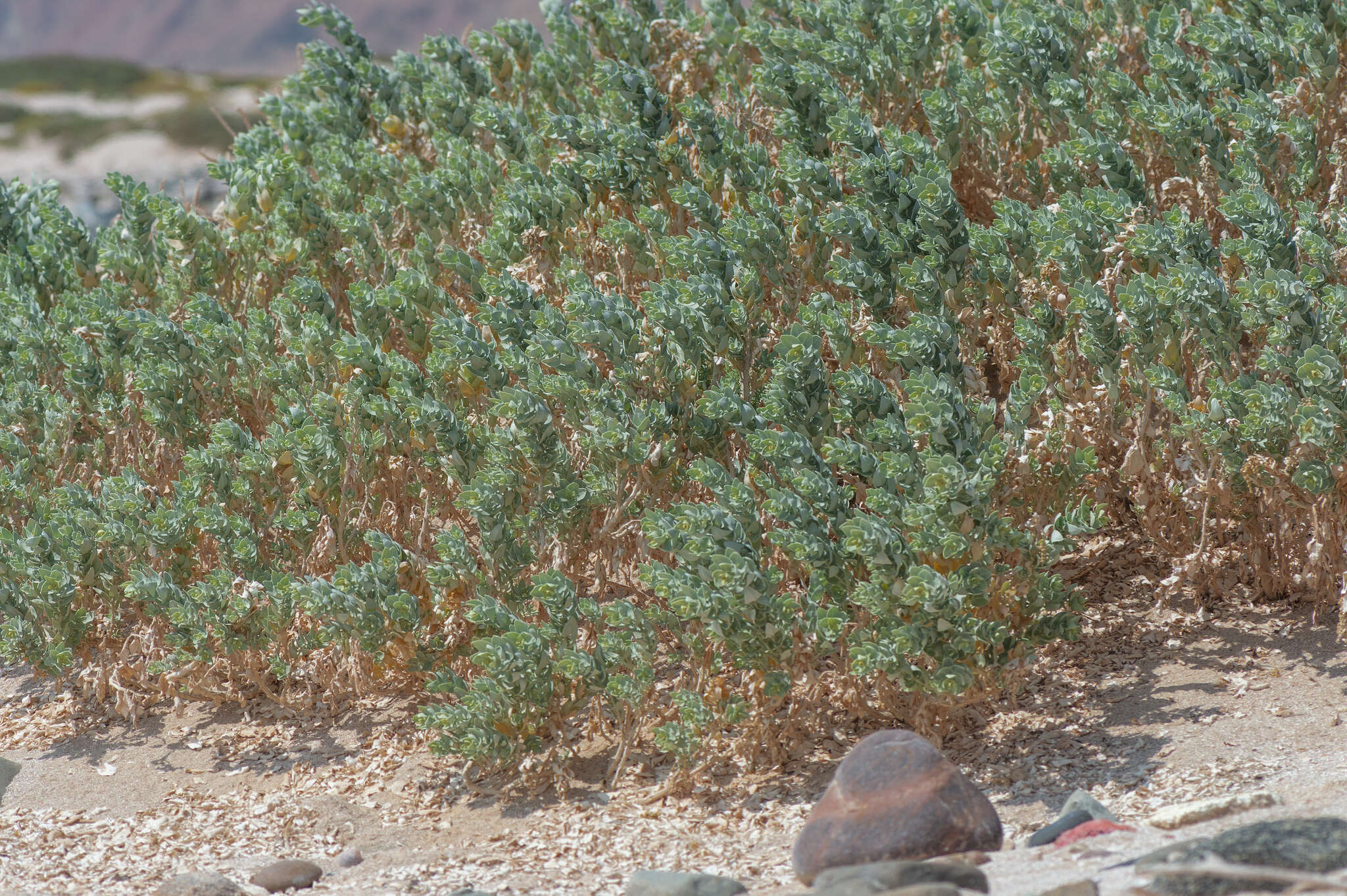 Image of Atriplex farinosa Forsk.