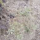 Image of Artemisia anethifolia Weber ex Stechm.