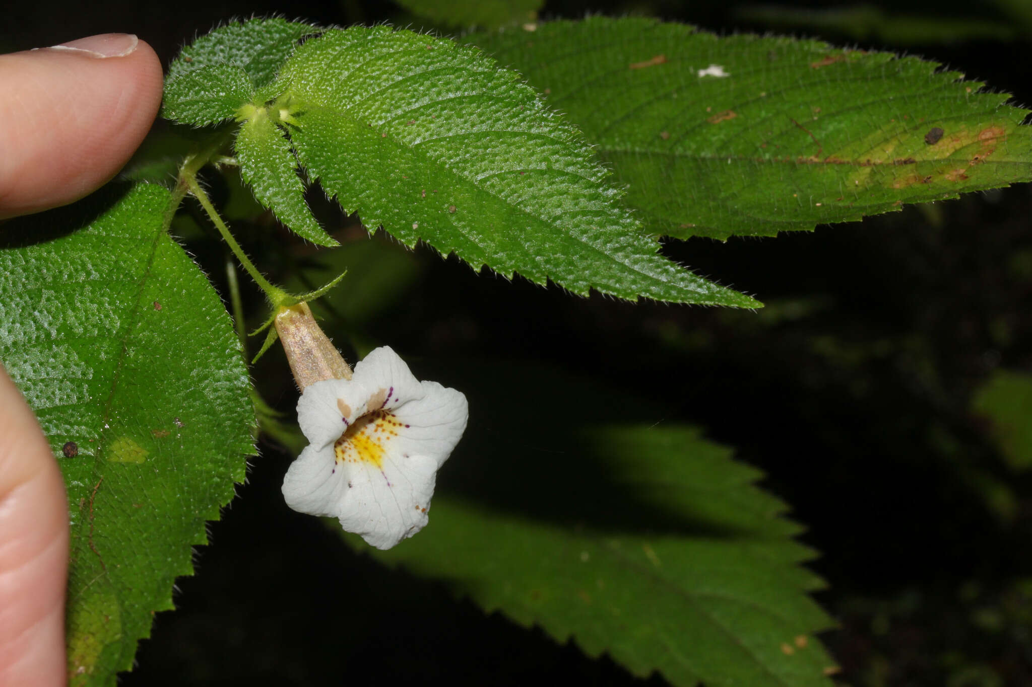 Image of Achimenes candida Lindl.