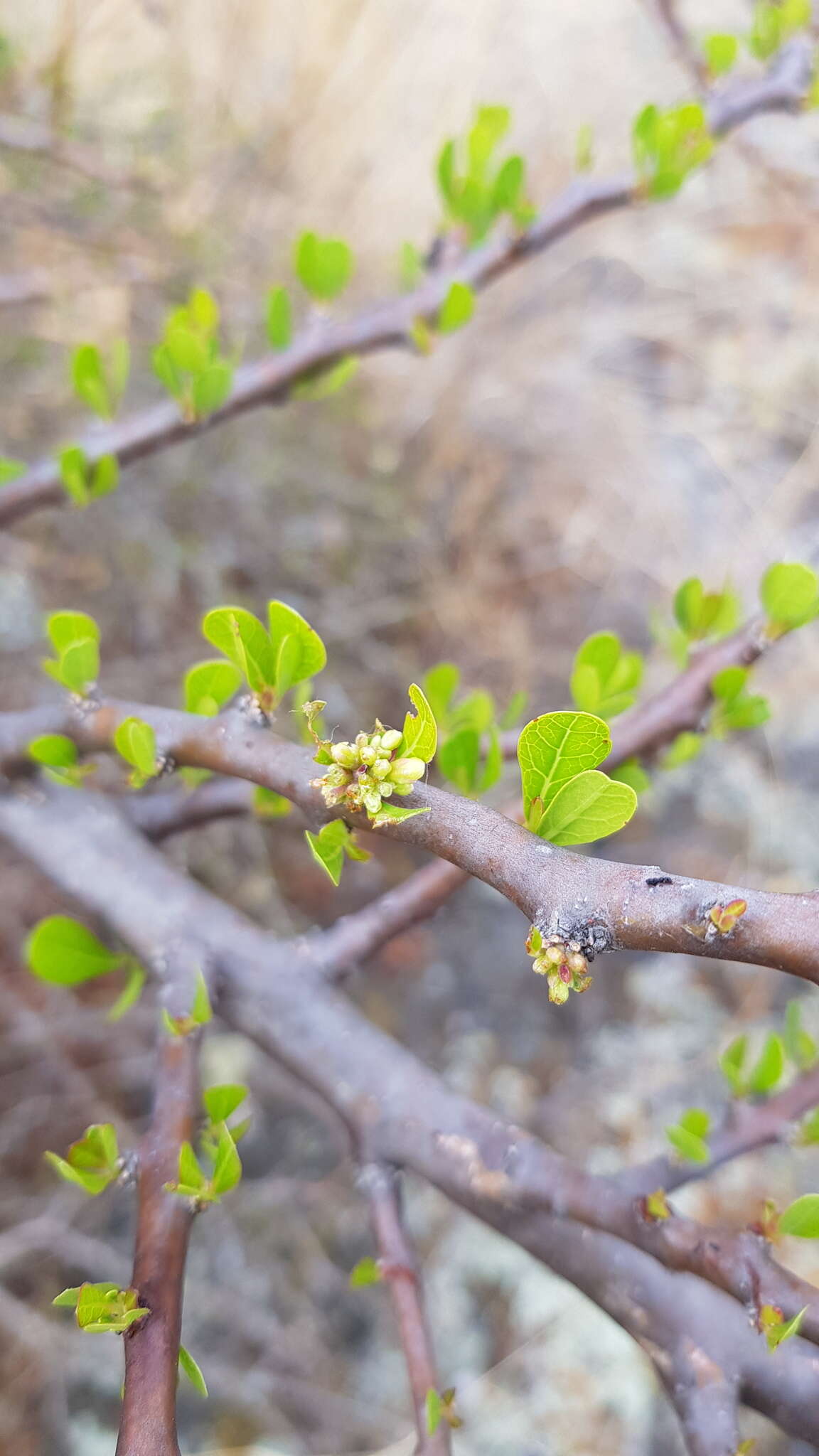 Image of Jatropha oaxacana J. Jiménez Ram. & R. Torres