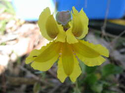 Image of Goodenia paradoxa