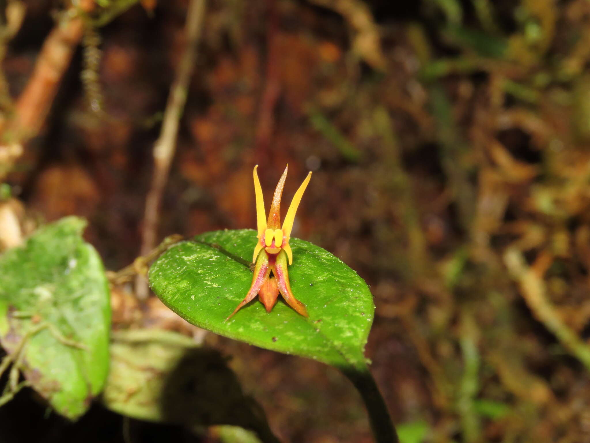 Plancia ëd Lepanthes silverstonei Luer