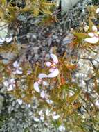 Image de Stylidium breviscapum R. Br.