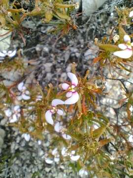 Image de Stylidium breviscapum R. Br.