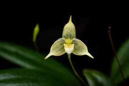 Image of Bulbophyllum aphanopetalum Schltr.