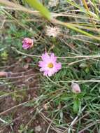 Image of Onoseris hyssopifolia Kunth