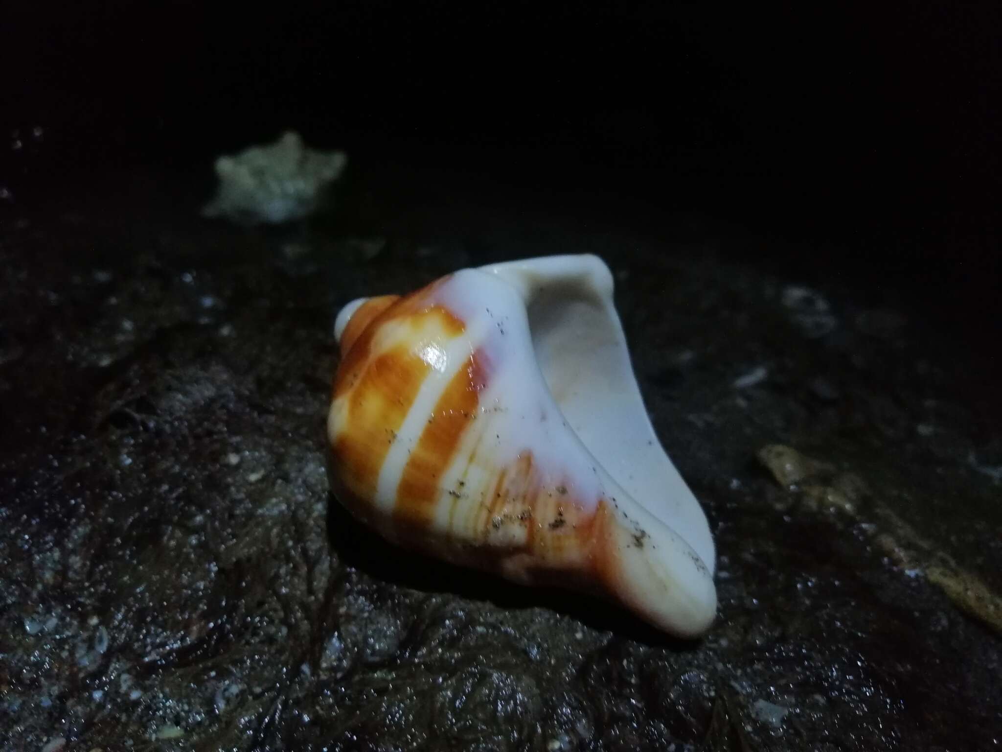 Image of West Indian crown conch