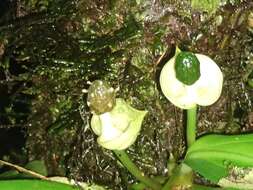 Image of Anthurium llanense Croat