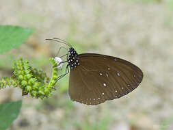 Image of Euploea tulliolus ledereri Felder 1860