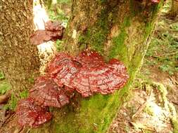 Image of Ganoderma valesiacum Boud. 1895