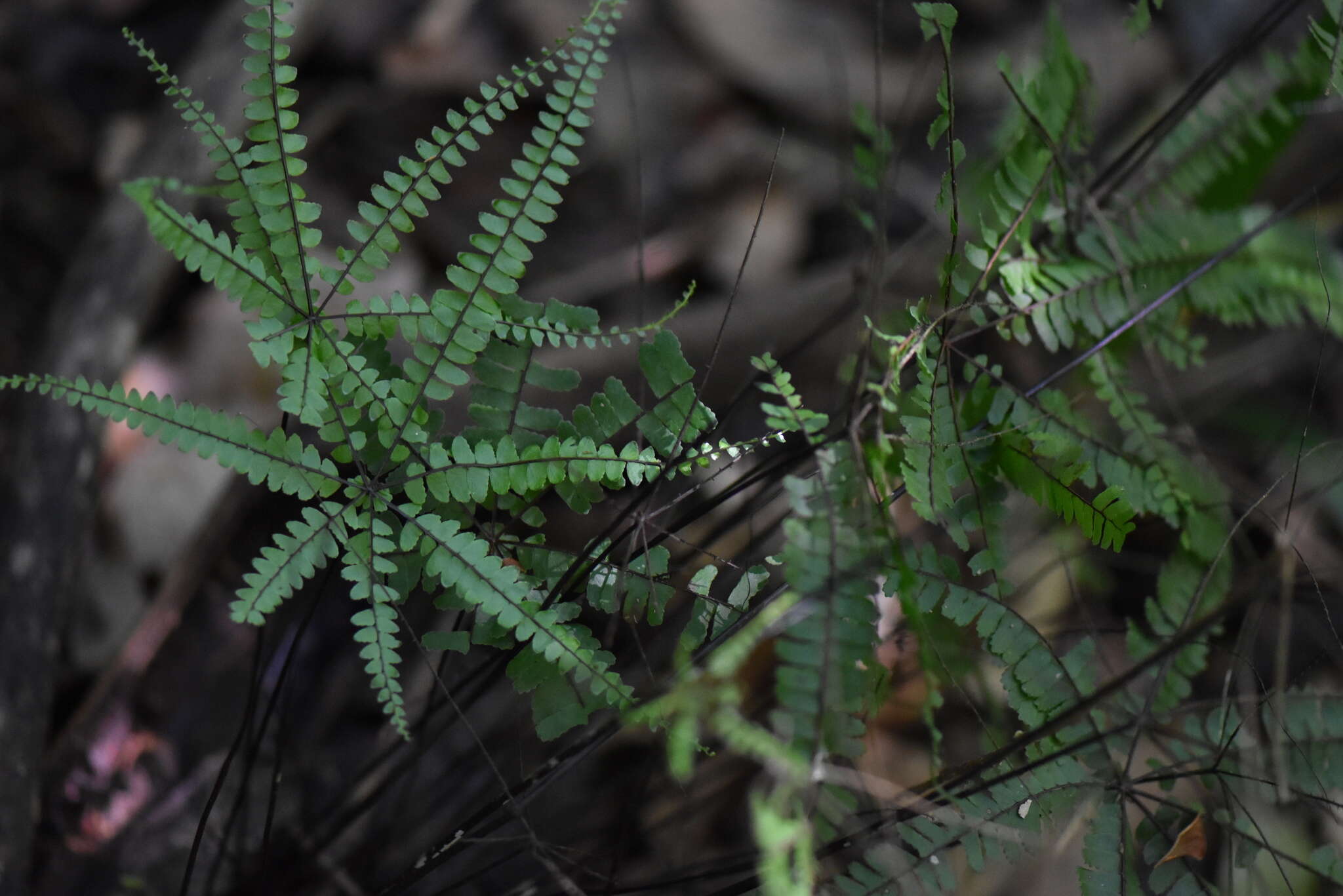 Image of Adiantopsis radiata (L.) Fée