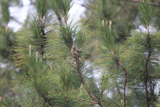 Image of Northern Beardless Tyrannulet