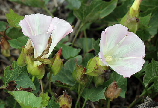 Image of island false bindweed