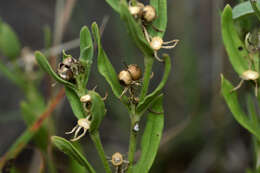 Imagem de Spigelia hedyotidea A. DC.