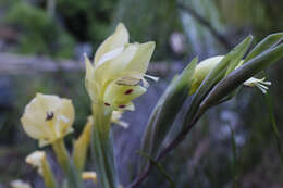 Gladiolus buckerveldii (L. Bolus) Goldblatt resmi