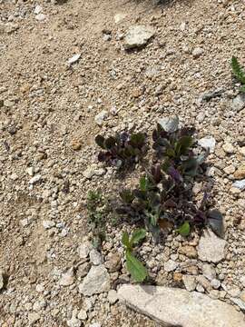 Image of Showy Alpine Ragwort