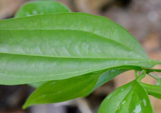 Image de Smilax spinosa Mill.