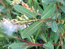 Salix pedicellaris Pursh的圖片