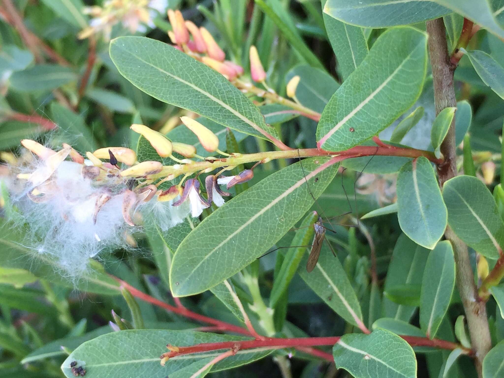 Image of bog willow