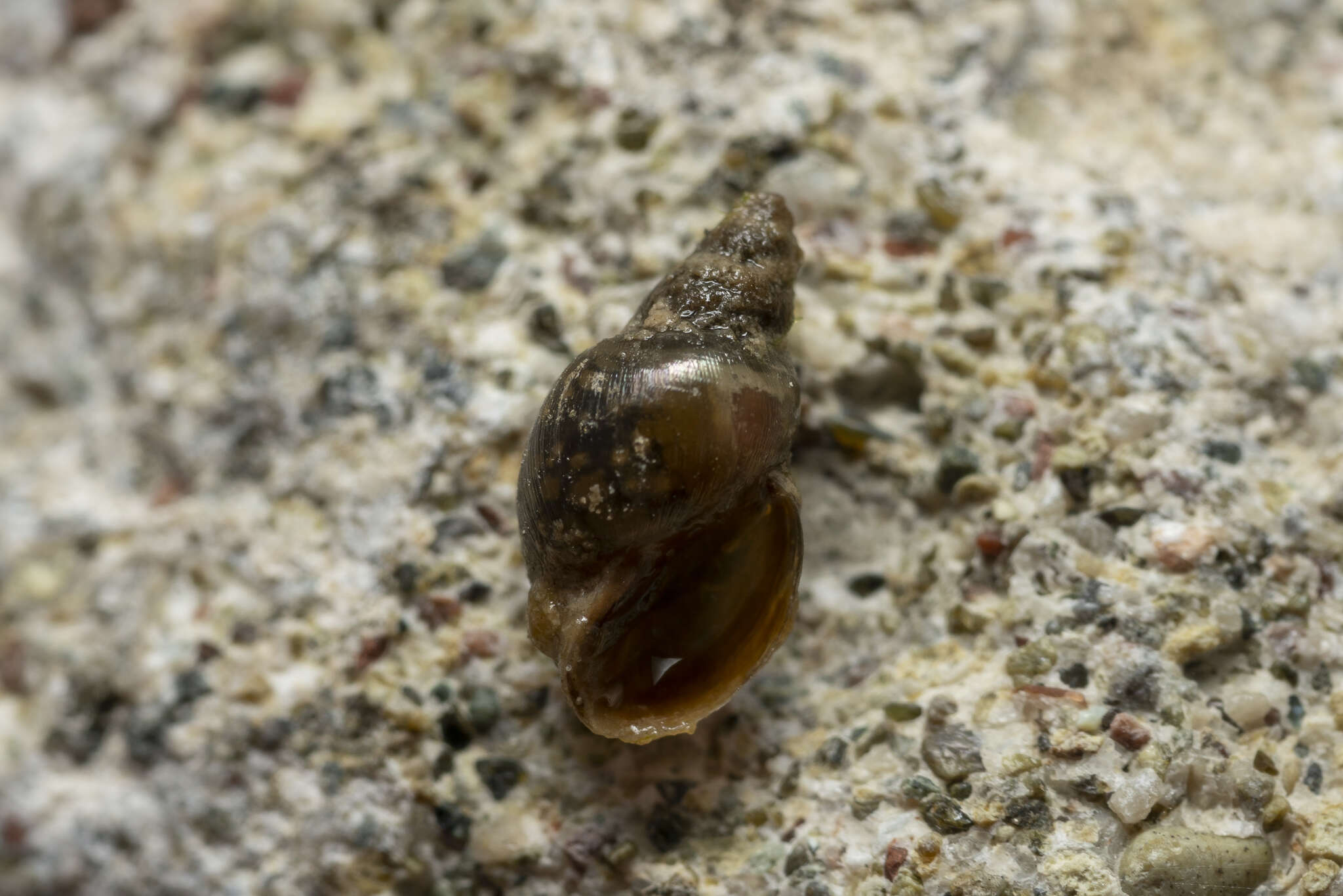 Image of Attenuate Fossaria