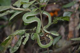 Image of Trimeresurus vogeli David, Vidal & Pauwels 2001