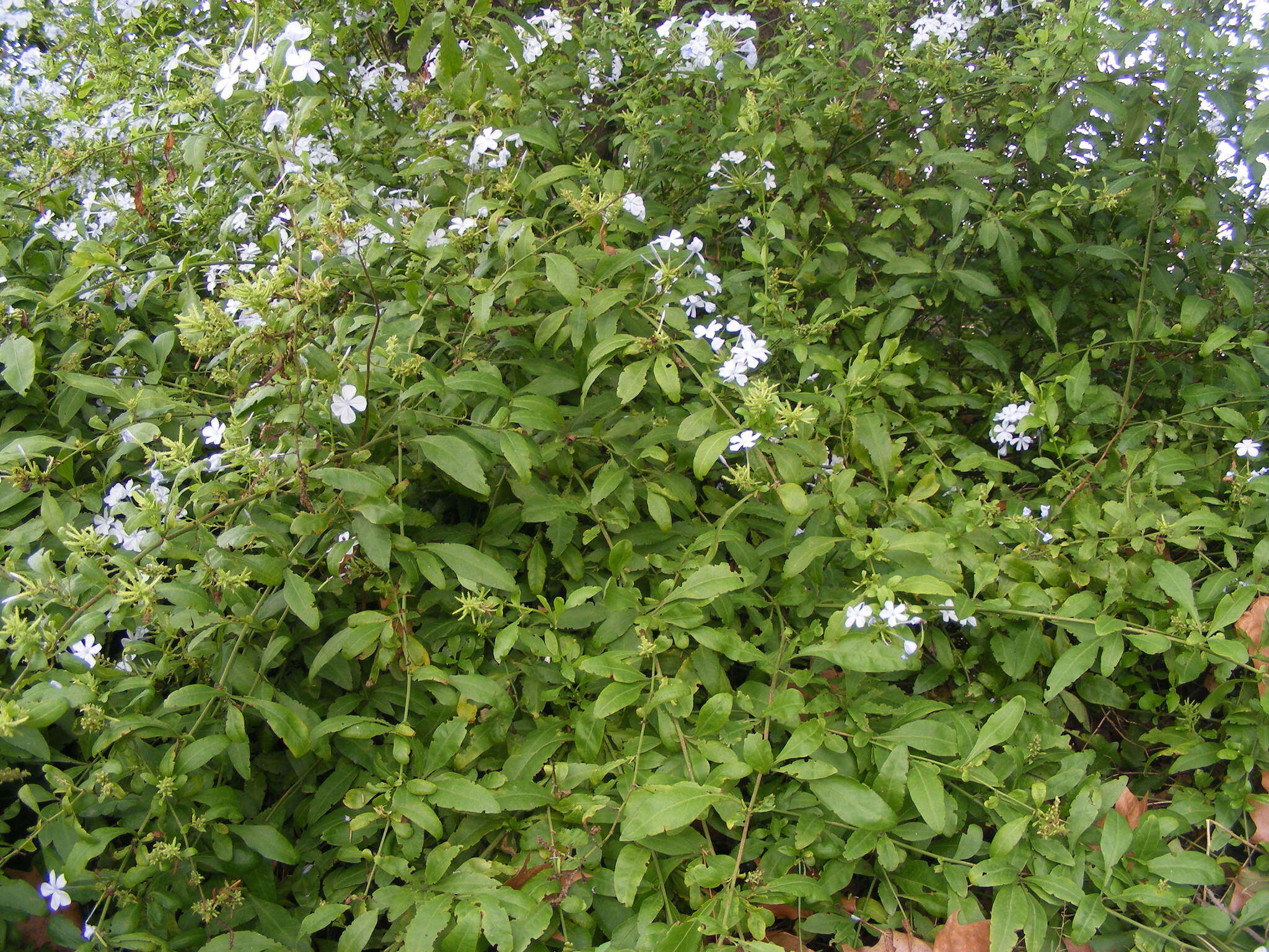 Image of Cape leadwort