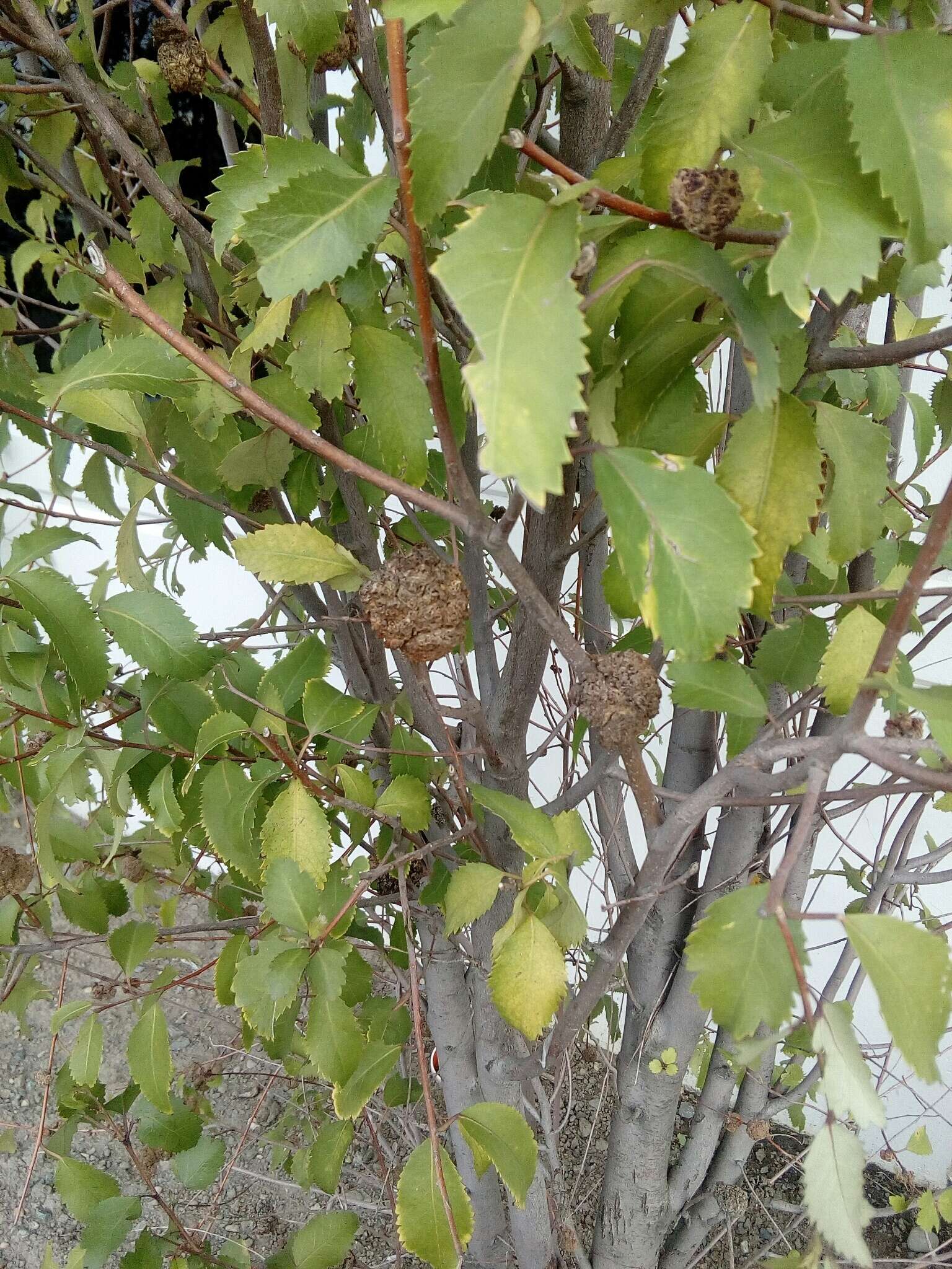 Image of <i>Eriophyes hoheriae</i>