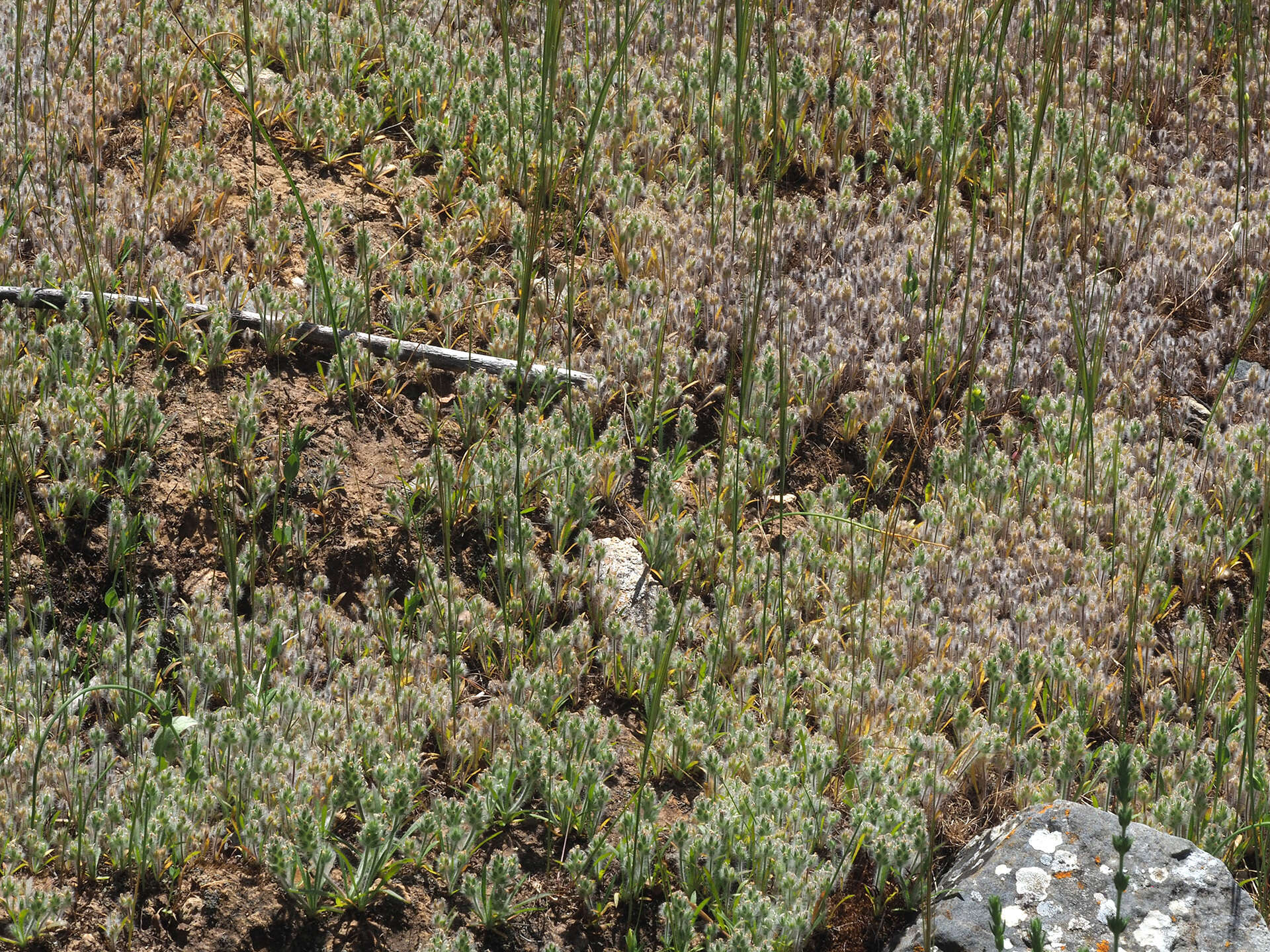 Image of Plantago bellardii All.