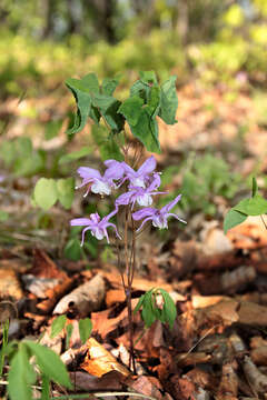 Image of Epimedium macrosepalum Stearn