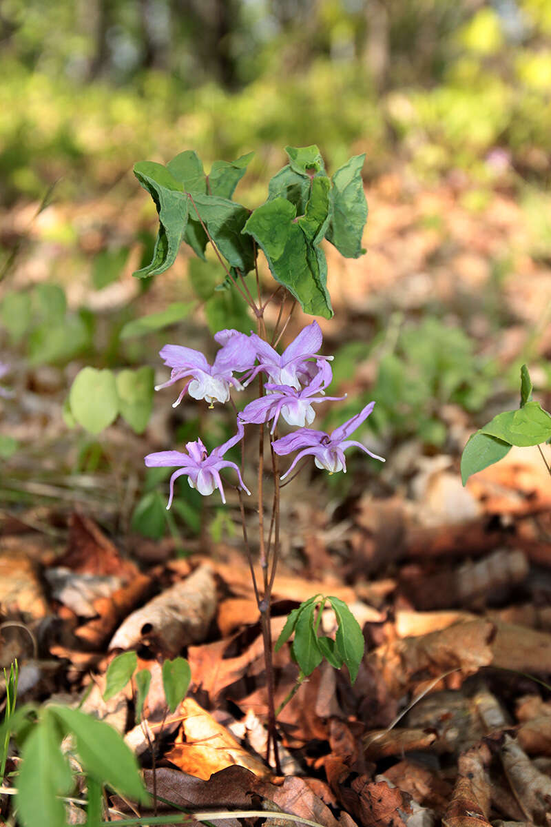 Image of Epimedium macrosepalum Stearn