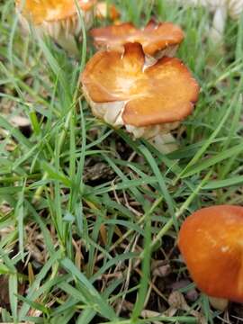 Image de Marasmius vagus