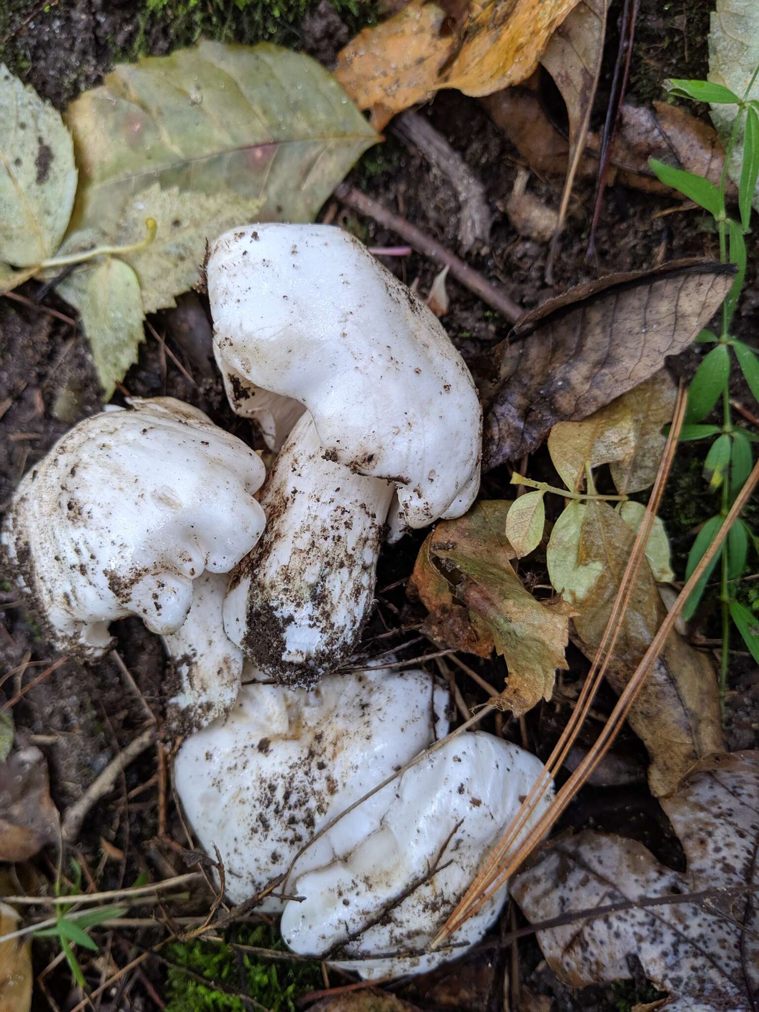 Image of Tricholoma subresplendens (Murrill) Murrill 1914