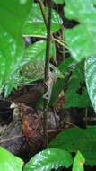 Image of Anolis apletophallus Köhler & Sunyer 2008