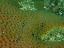 Image of Broadstripe goby