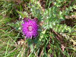 Imagem de Cirsium esculentum (Siev.) C. A. Mey.