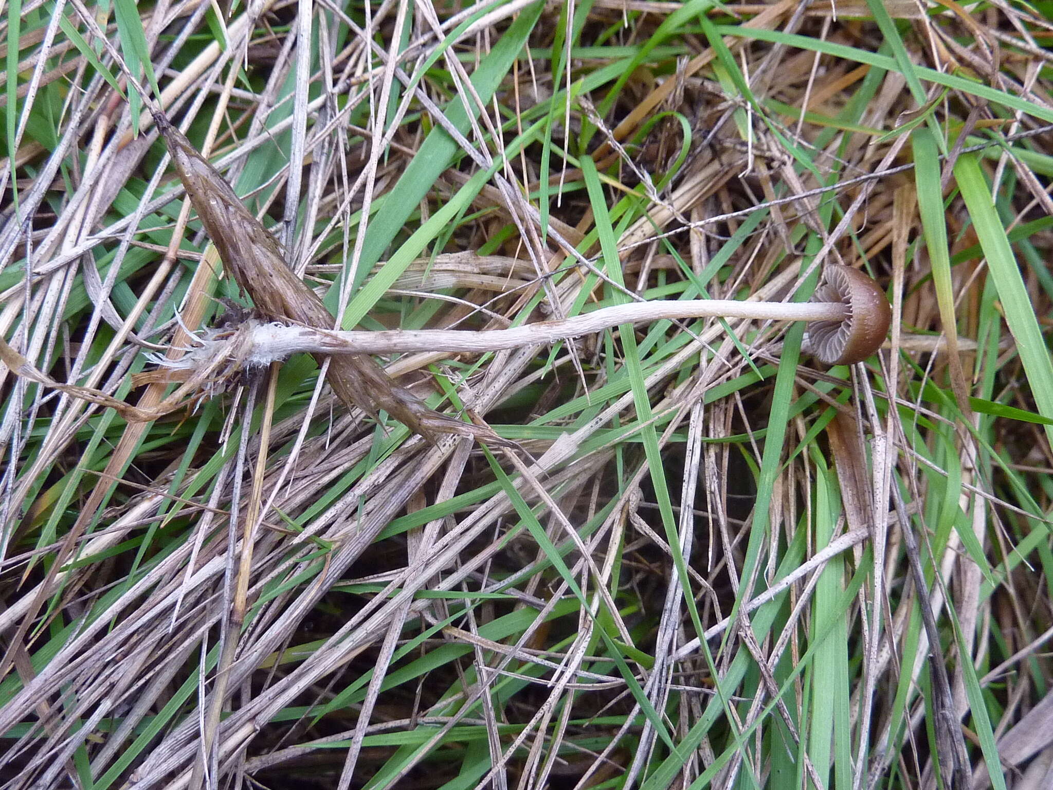 Image of Psilocybe alutacea Y. S. Chang & A. K. Mills 2006