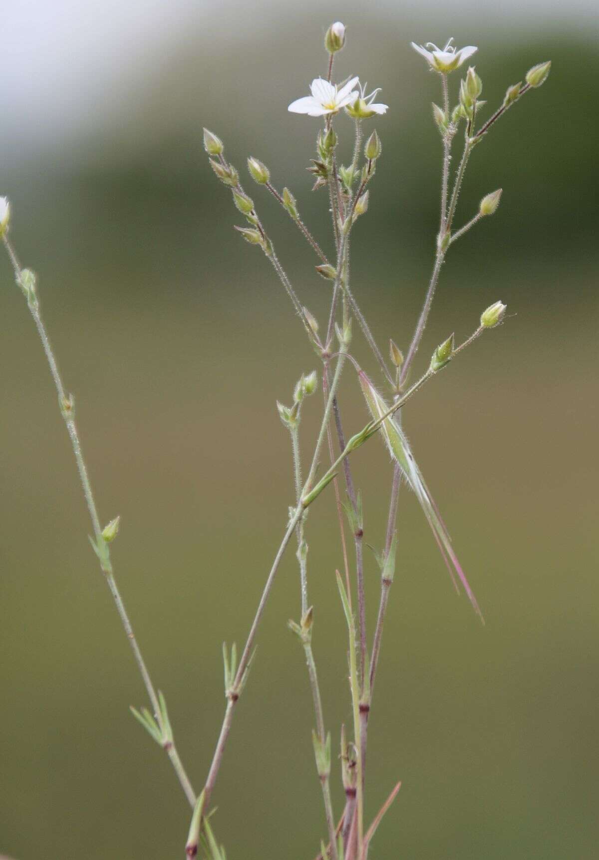 صورة Sabulina glaucina (Dvoráková) Dillenb. & Kadereit