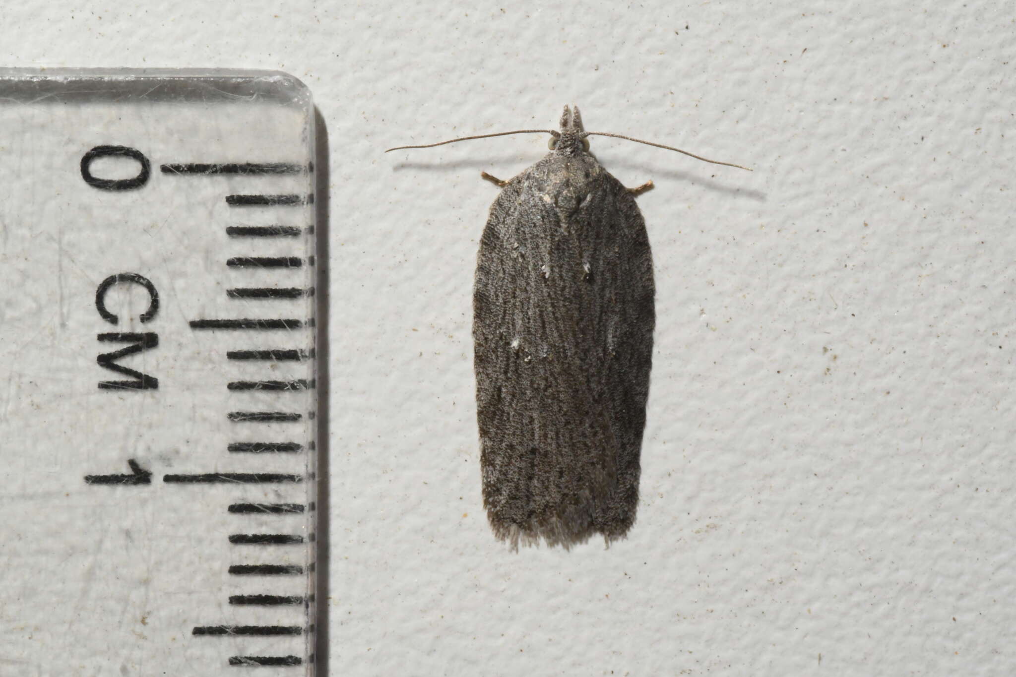 Image of Acleris maximana Barnes & Busck 1920