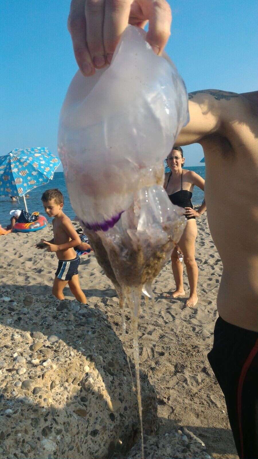 Image of barrel jellyfish