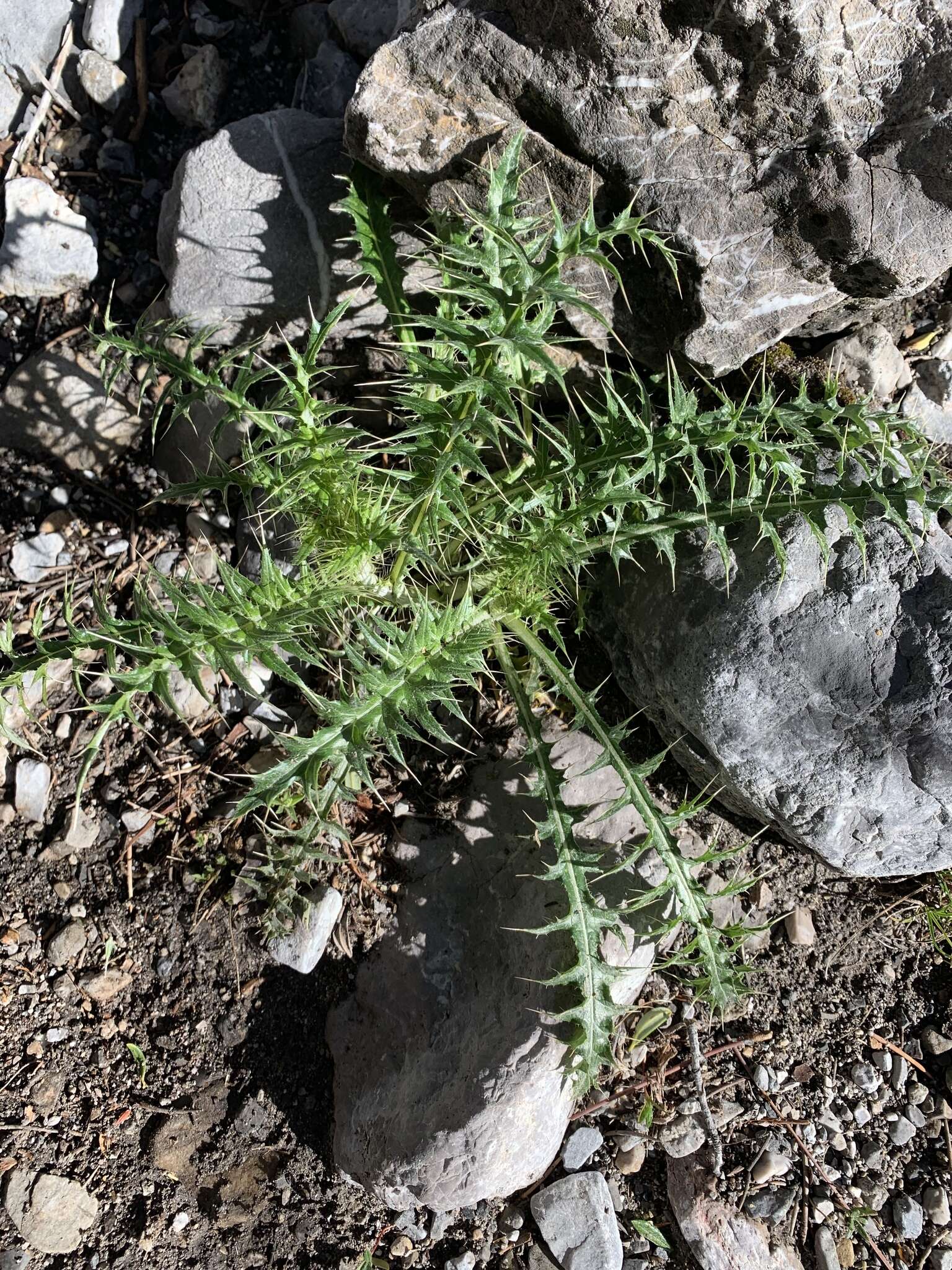 Image of whitespine thistle